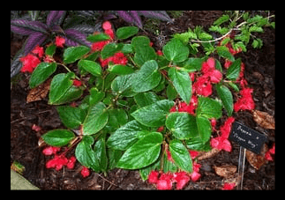 Dragon Wing Begonia