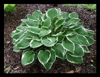 Hosta 'Francee'