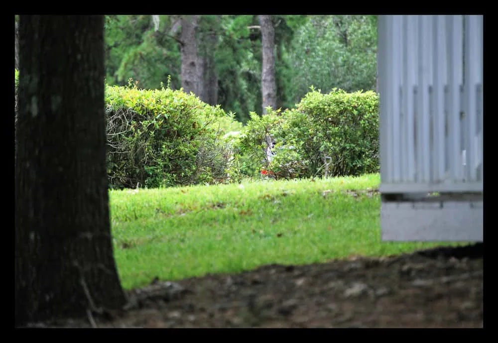 lawn+care+tallahassee-min-min.jpg