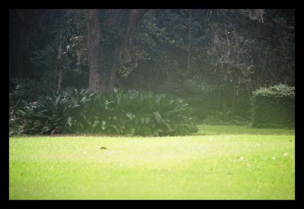 Tallahassee+lawn+care+debris+removal-min-min.jpg