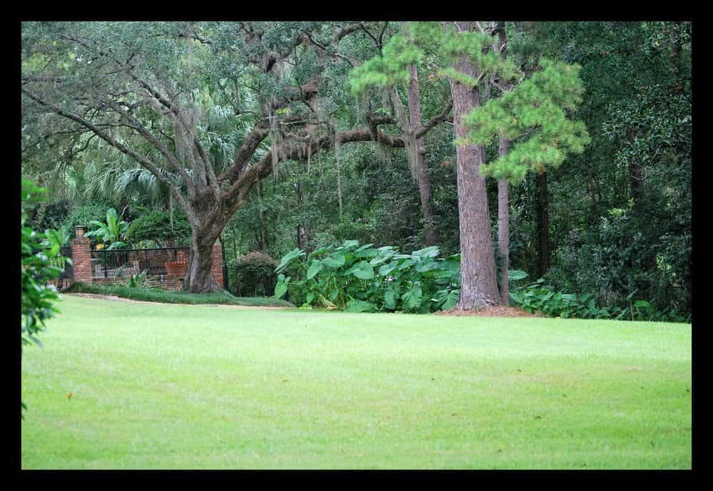 Tallahassee+lawn+care+edging-min-min.jpg