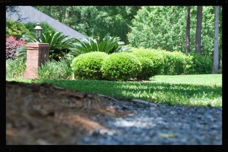 Tallahassee+Lawn+Care+6-min-min.jpg
