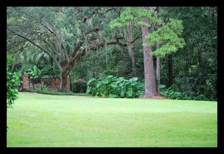Tallahassee+lawn+care+edging-min-min.jpg