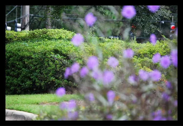Tallahassee+Lawn+Care+flowers-min-min.jpg