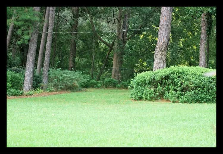Tallahassee+Lawn+Care+mowing+turf+area-min-min.jpg