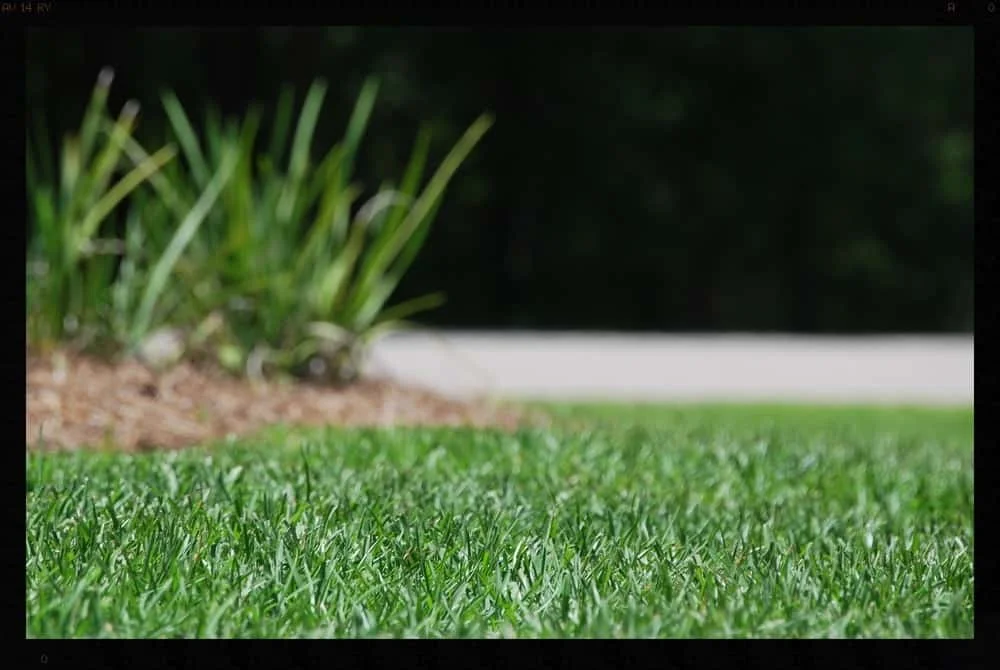 Tallahassee+Lawn+Care+3+(1)-min-min.jpg