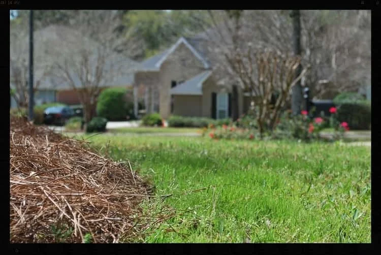 Tallahassee+Lawn+Care+6-min-min.jpg