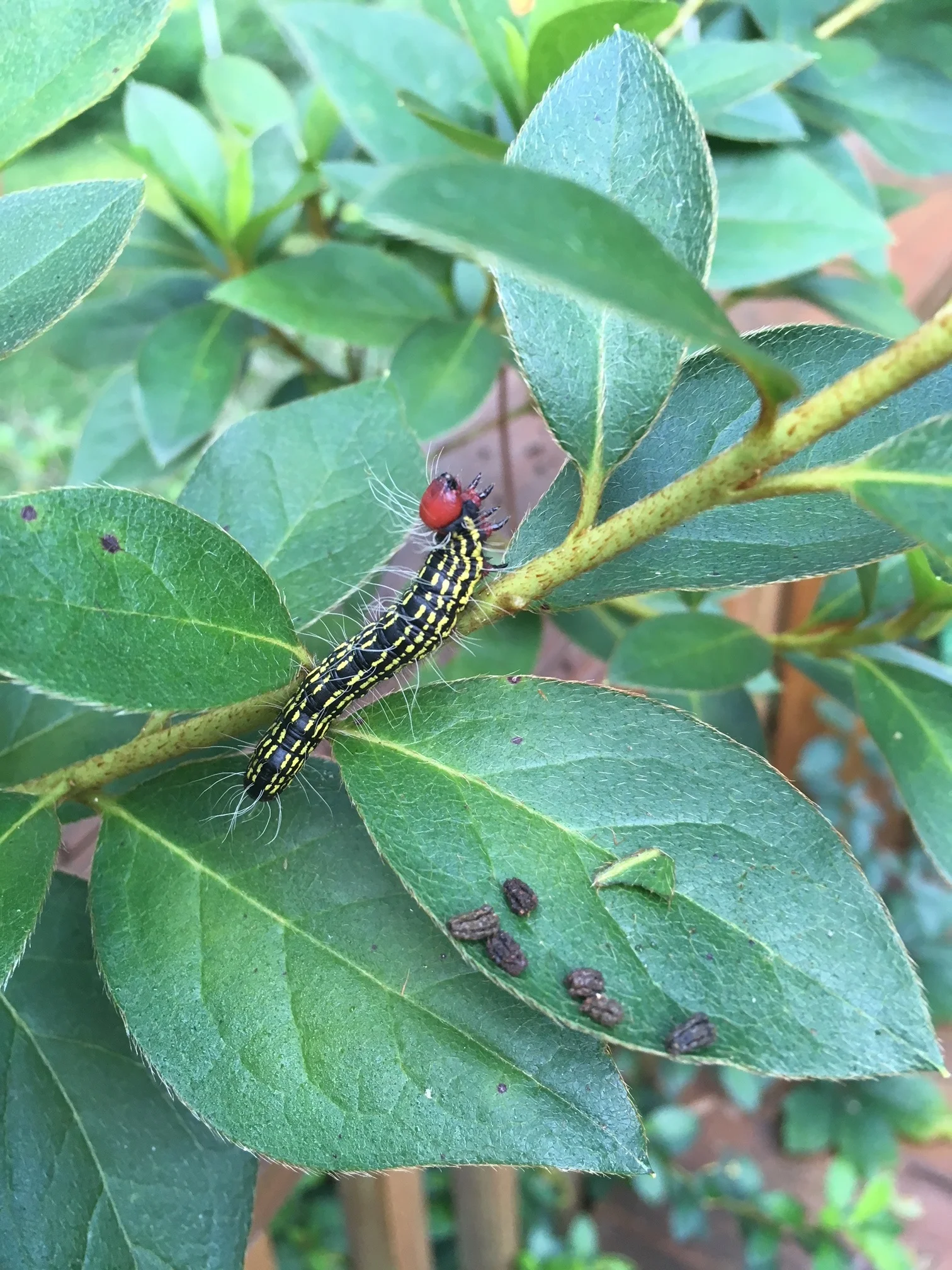 One azalea caterpillar probably won’t do too much damage. Credit: Mark Tancig/UF IFAS 