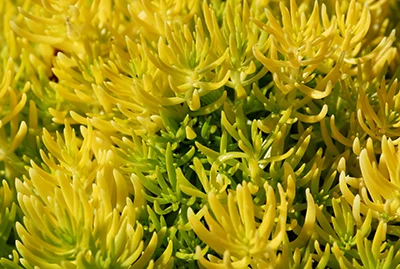 Sedums