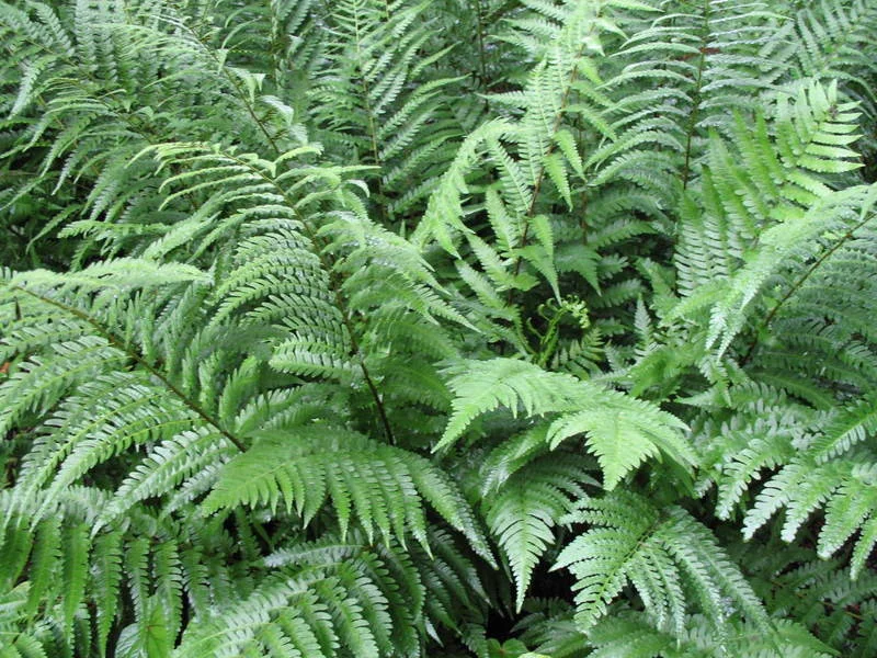 Southern+Wood+Fern.jpg