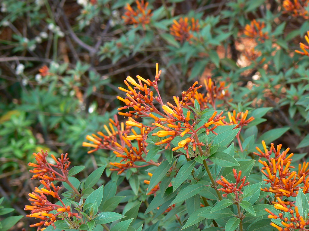 Hummingbird Bush.jpg