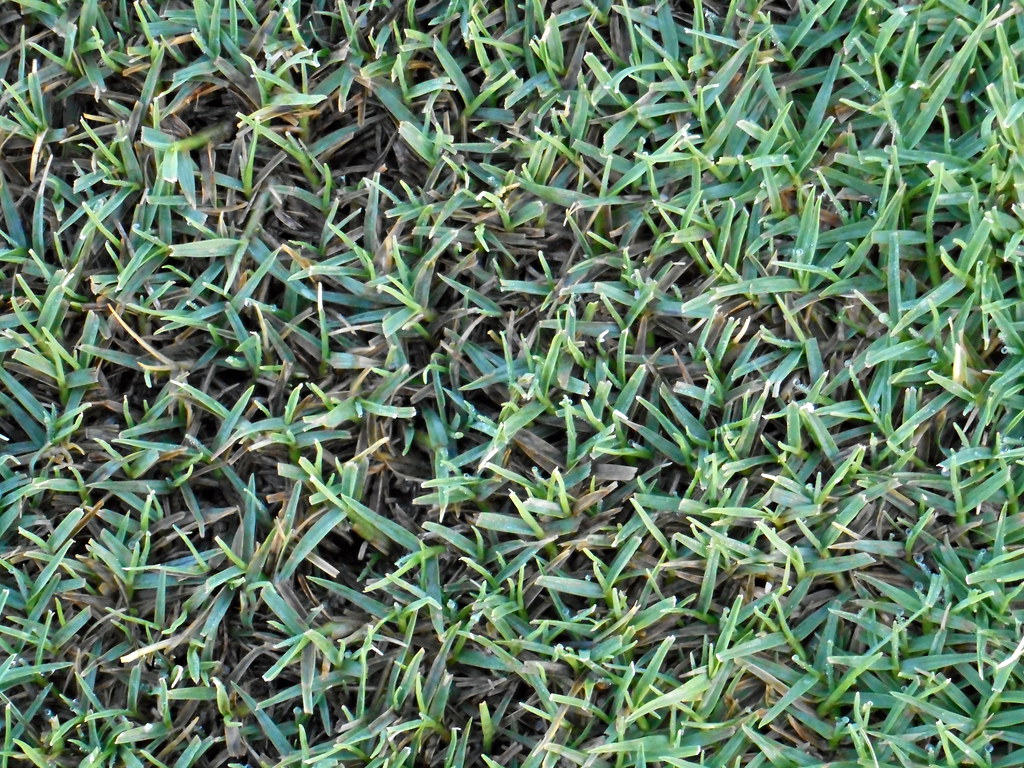When Does Bermuda Grass Go Dormant And How To Treat It Pepper S Home Garden