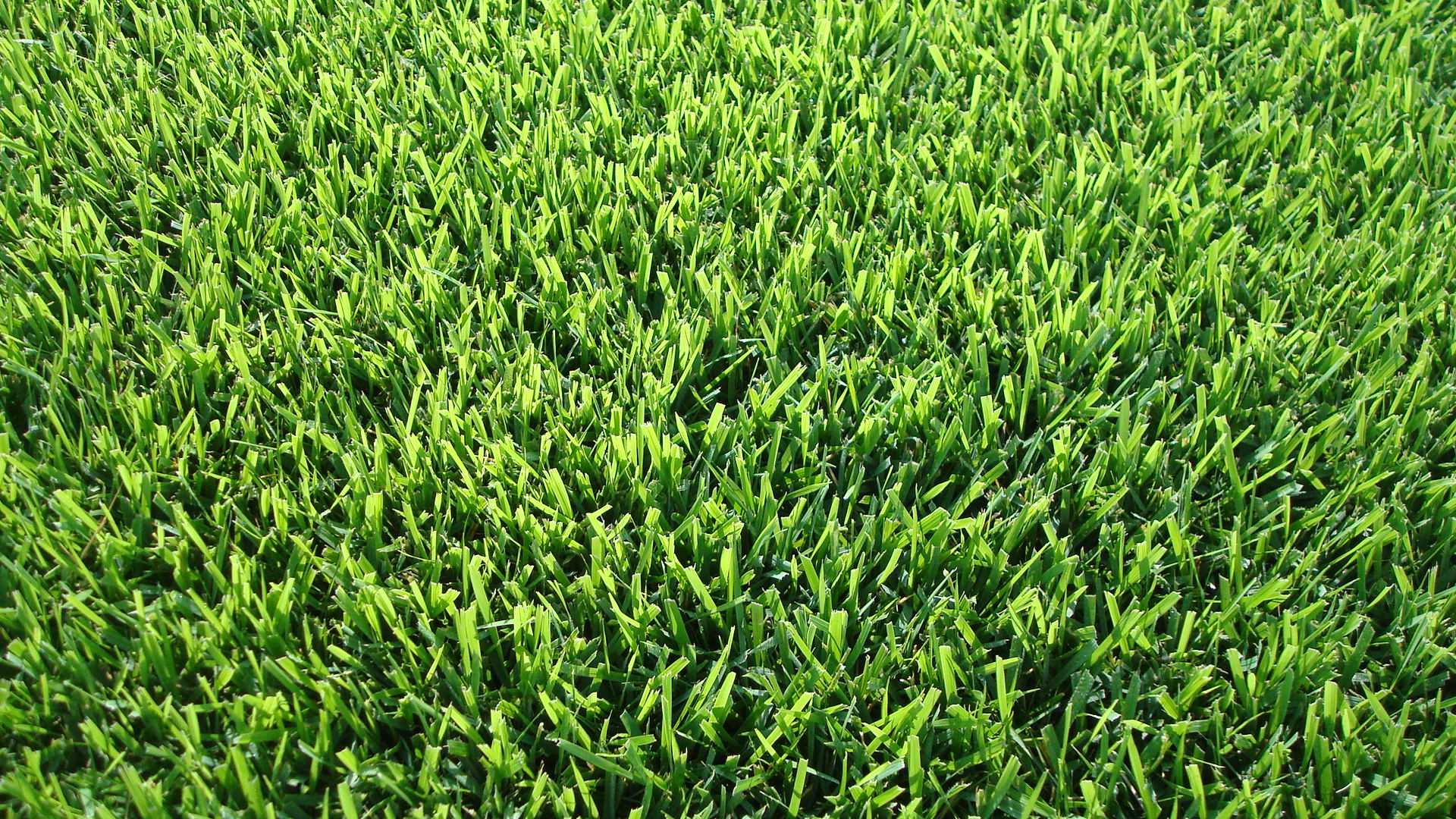 Meyer Zoysia