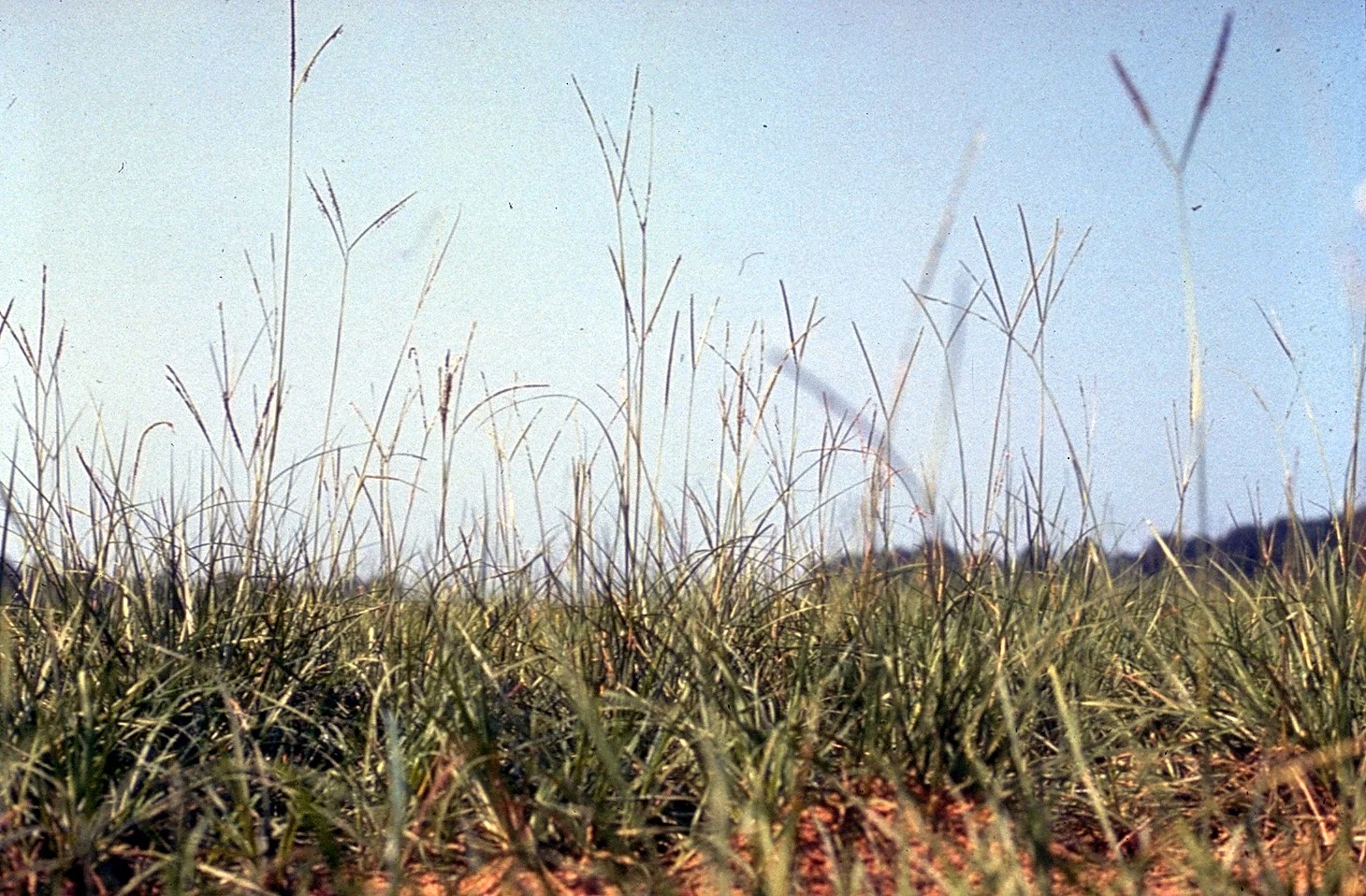 Paspalum notatum - Bahaigrass.jpg