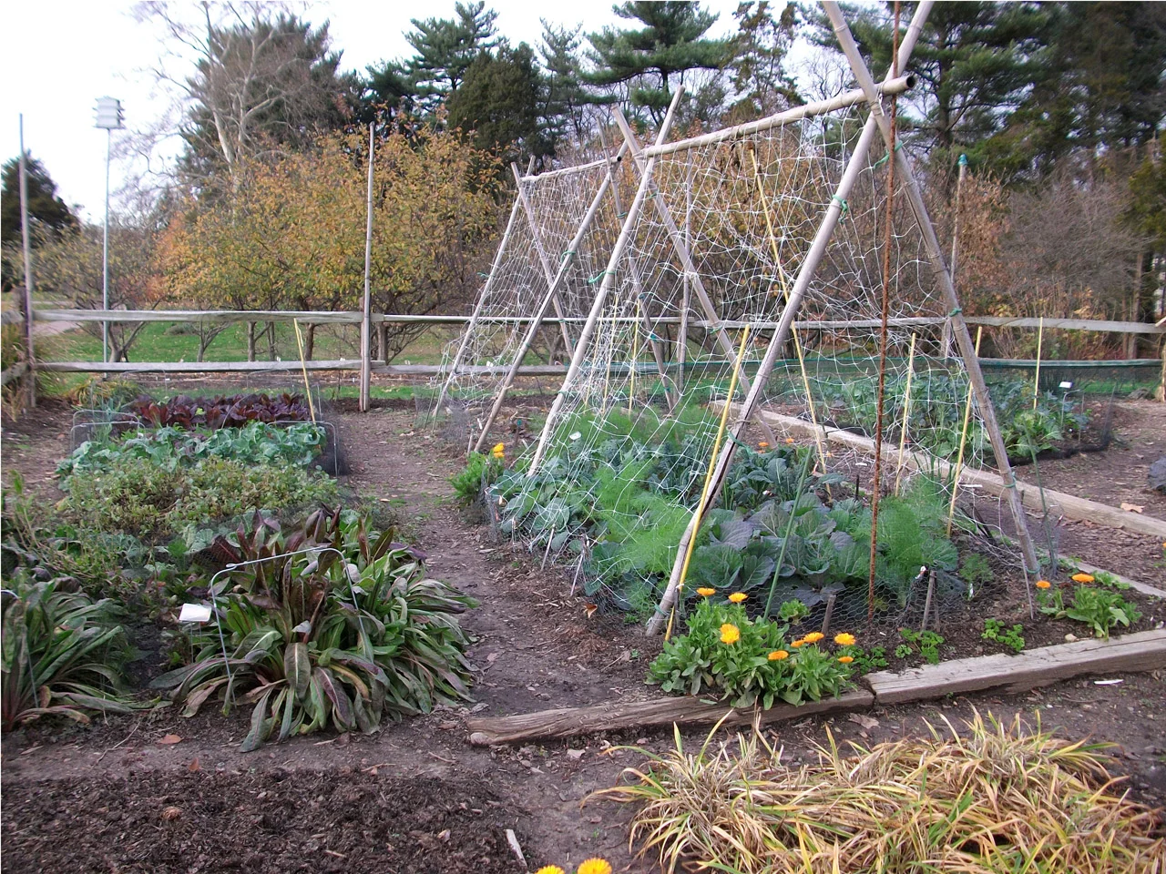 Organic Vegetable Garden.jpg