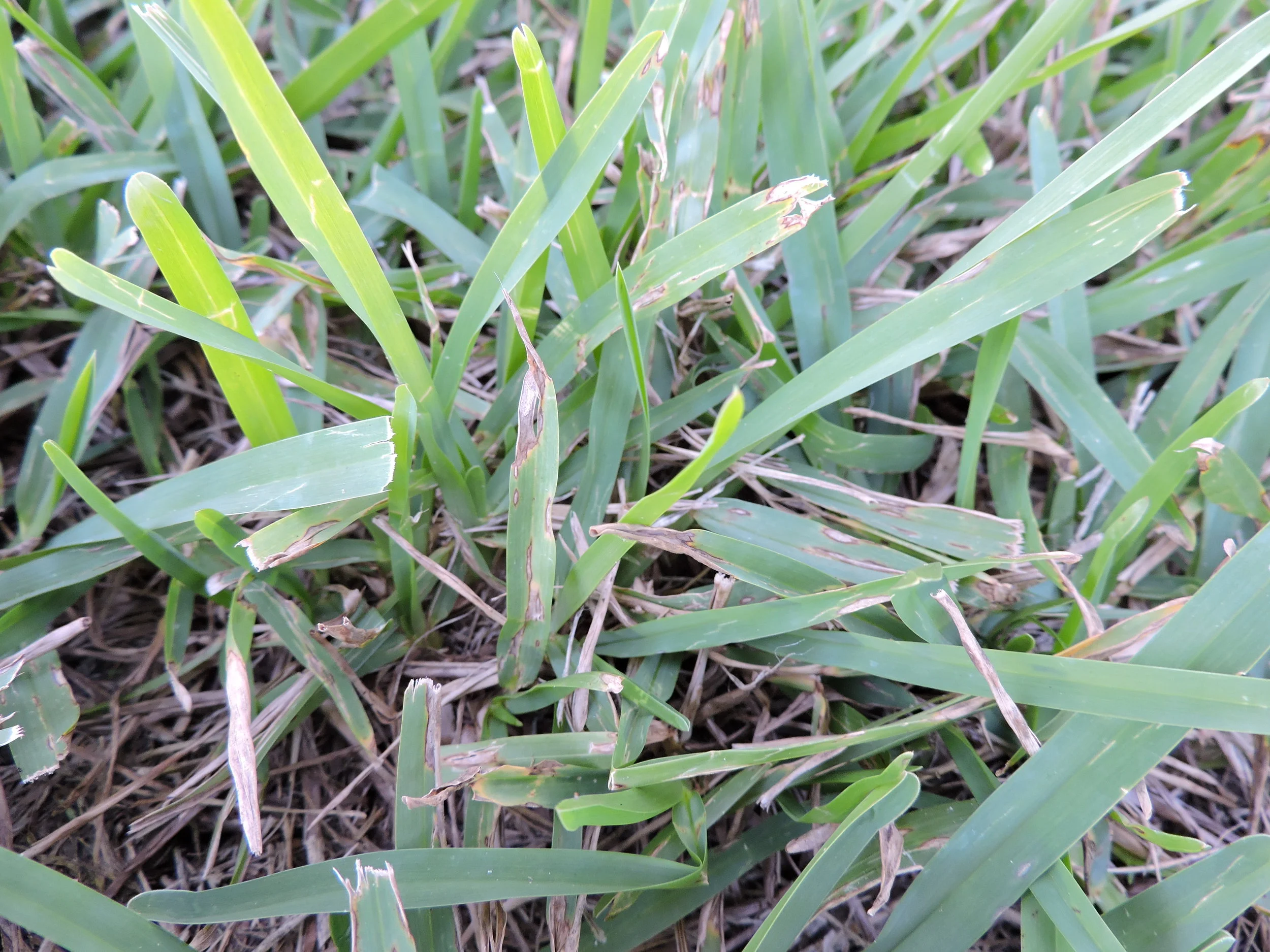 St. Augustine Grey-Leaf-Spot.jpg