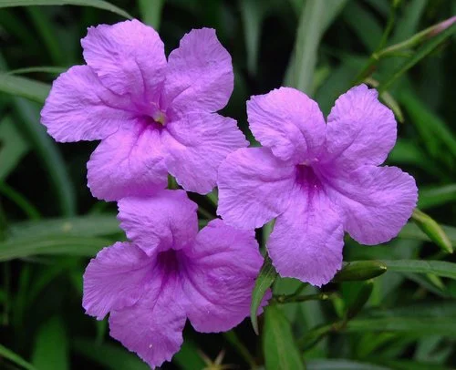 Mexican Bluebell.jpg
