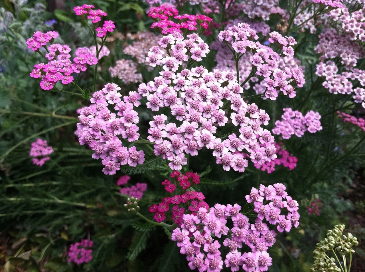 Yarrow Plant in Tallahassee.jpg