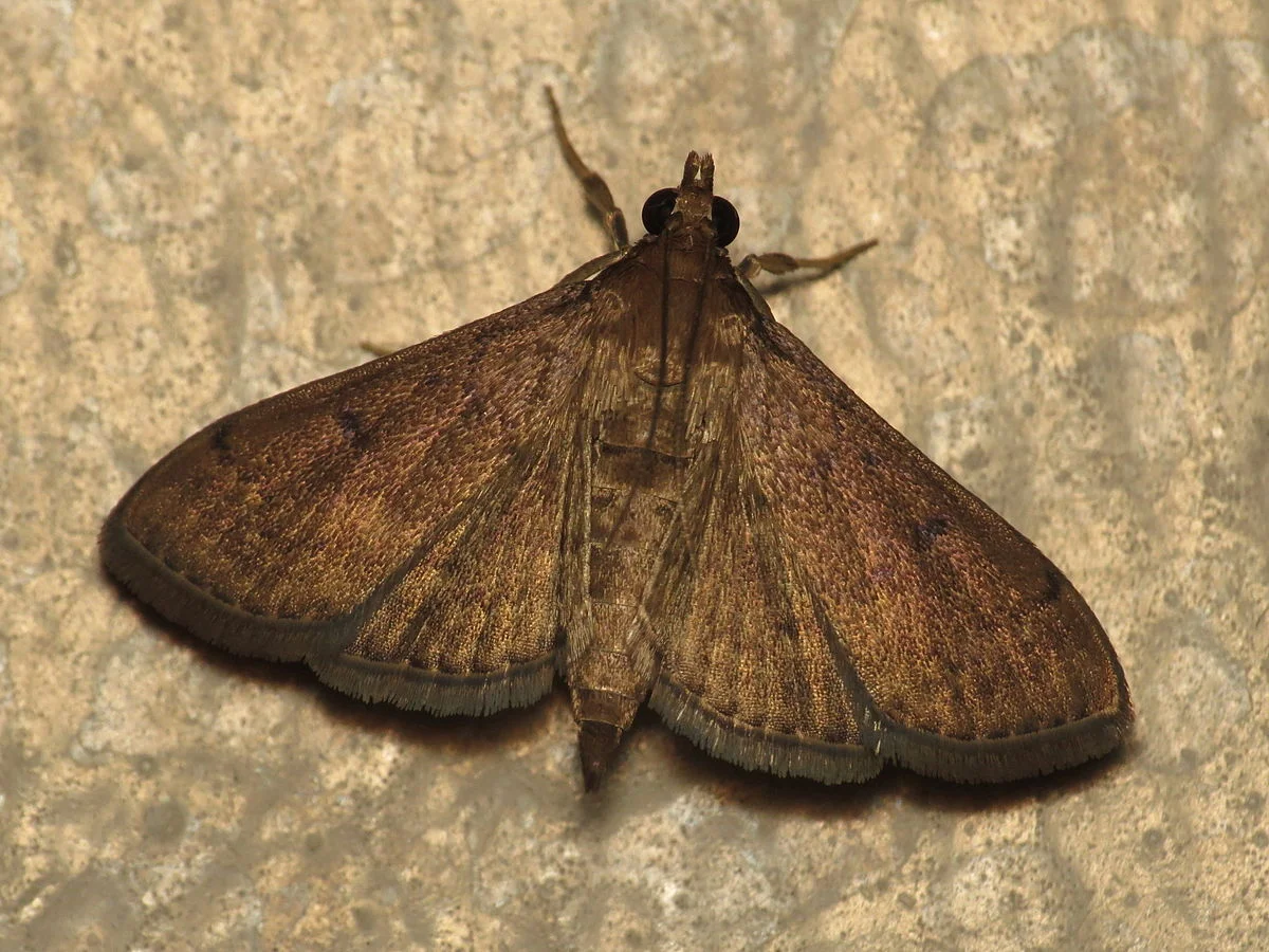 Tropical Sod Webworm Adult Moth.jpg