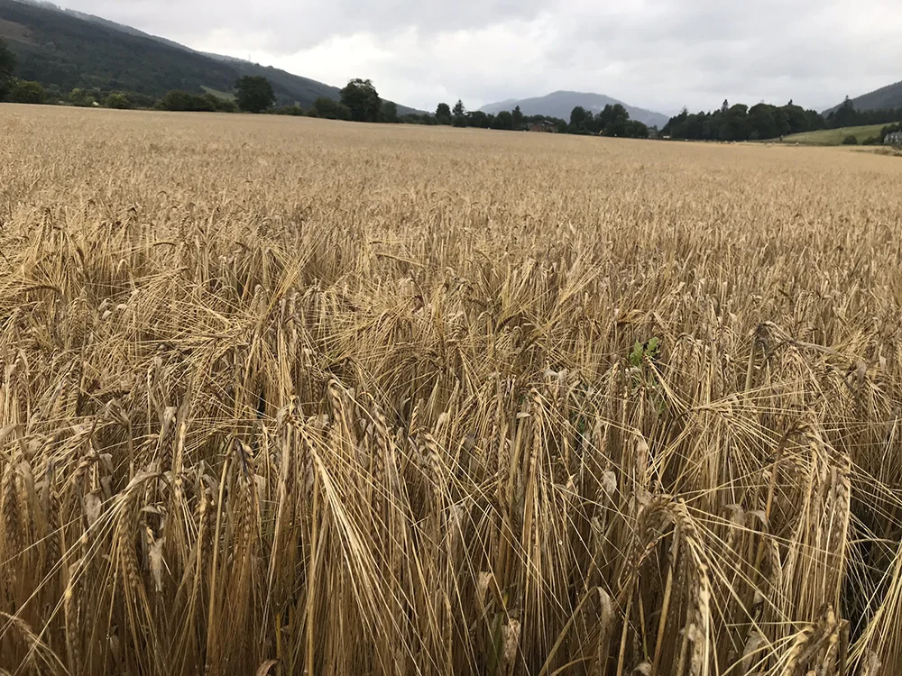 A barley field in Aberdeenshire. Some of our grain probably comes from a field very near this one.