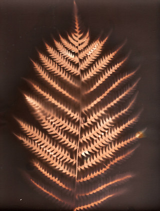 Fern