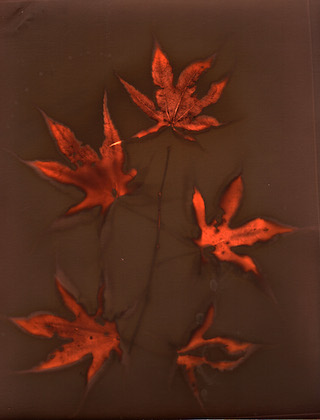 Maple