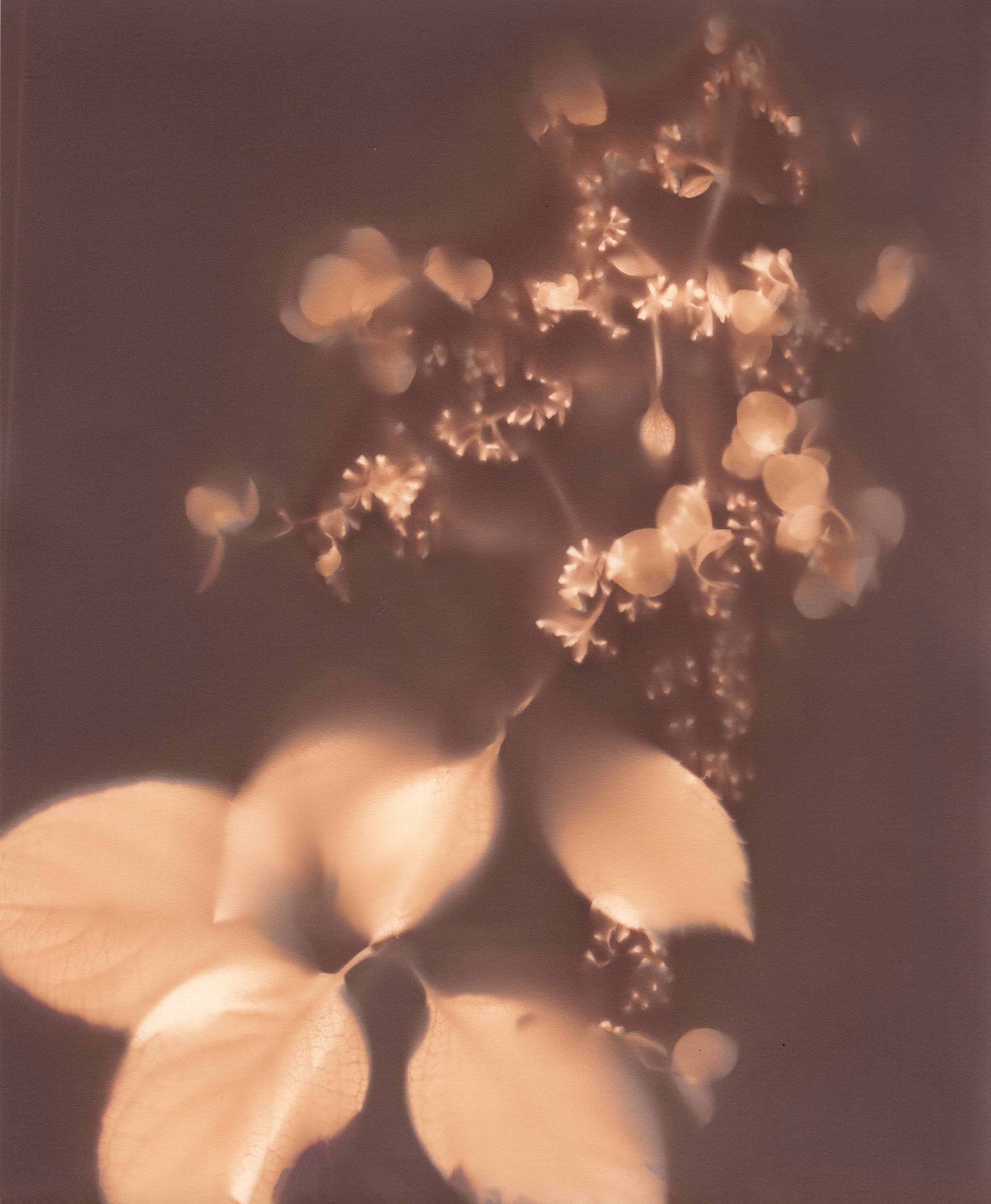 Hydrangea