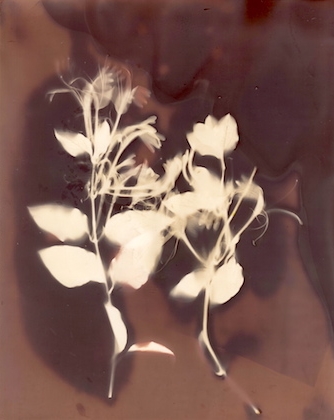 Honeysuckle