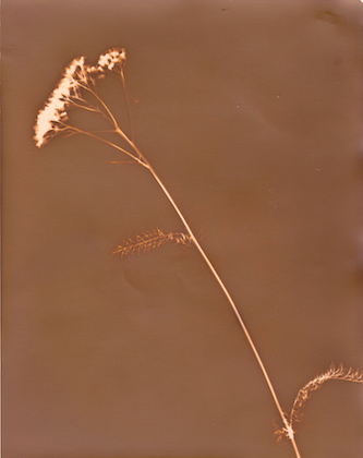 Queen Anne's lace