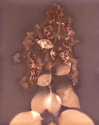 Hydrangea 2