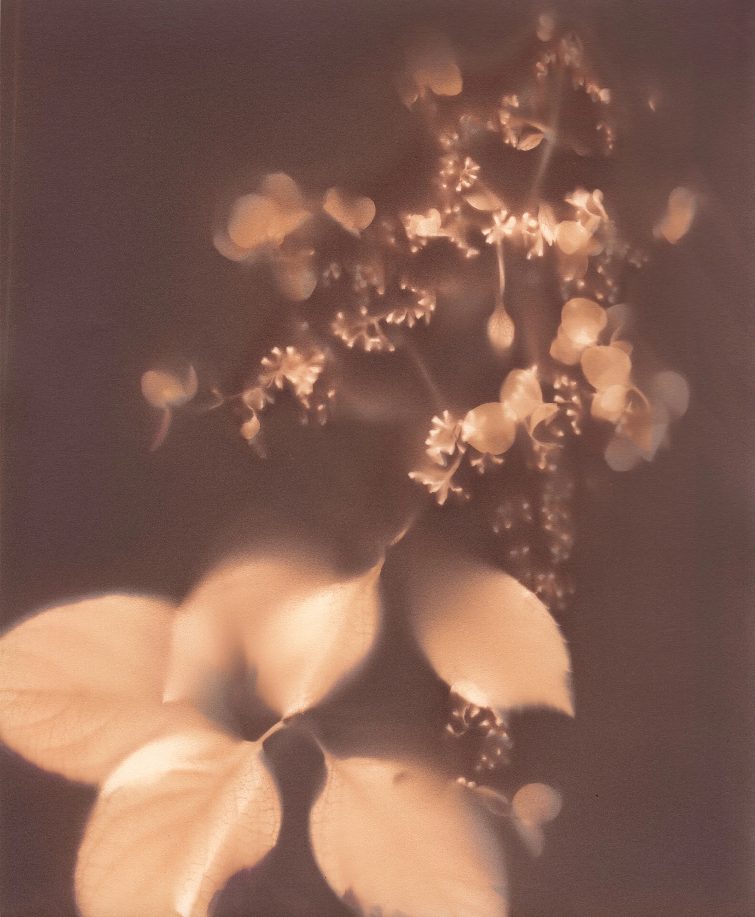Hydrangea 3