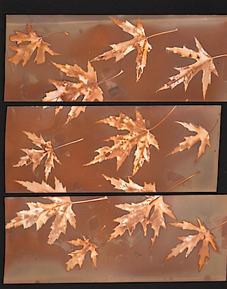 Maple Leaves 3