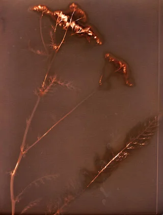 Yarrow