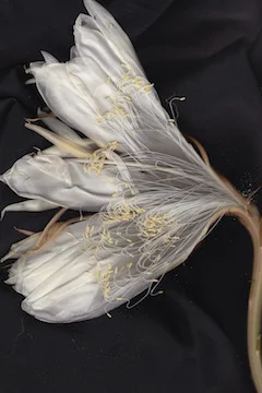 Night Blooming Cereus #1