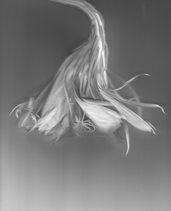 Night Blooming Cereus #2
