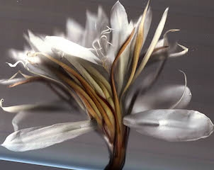 Night Blooming Cereus #5