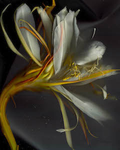 Night Blooming Cereus #13