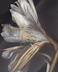 Night Blooming Cereus #31