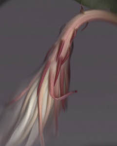 Night Blooming Cereus # 37
