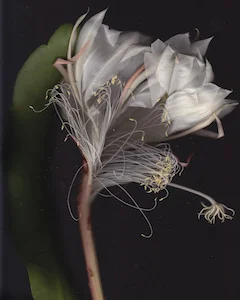 Night Blooming Cereus #59
