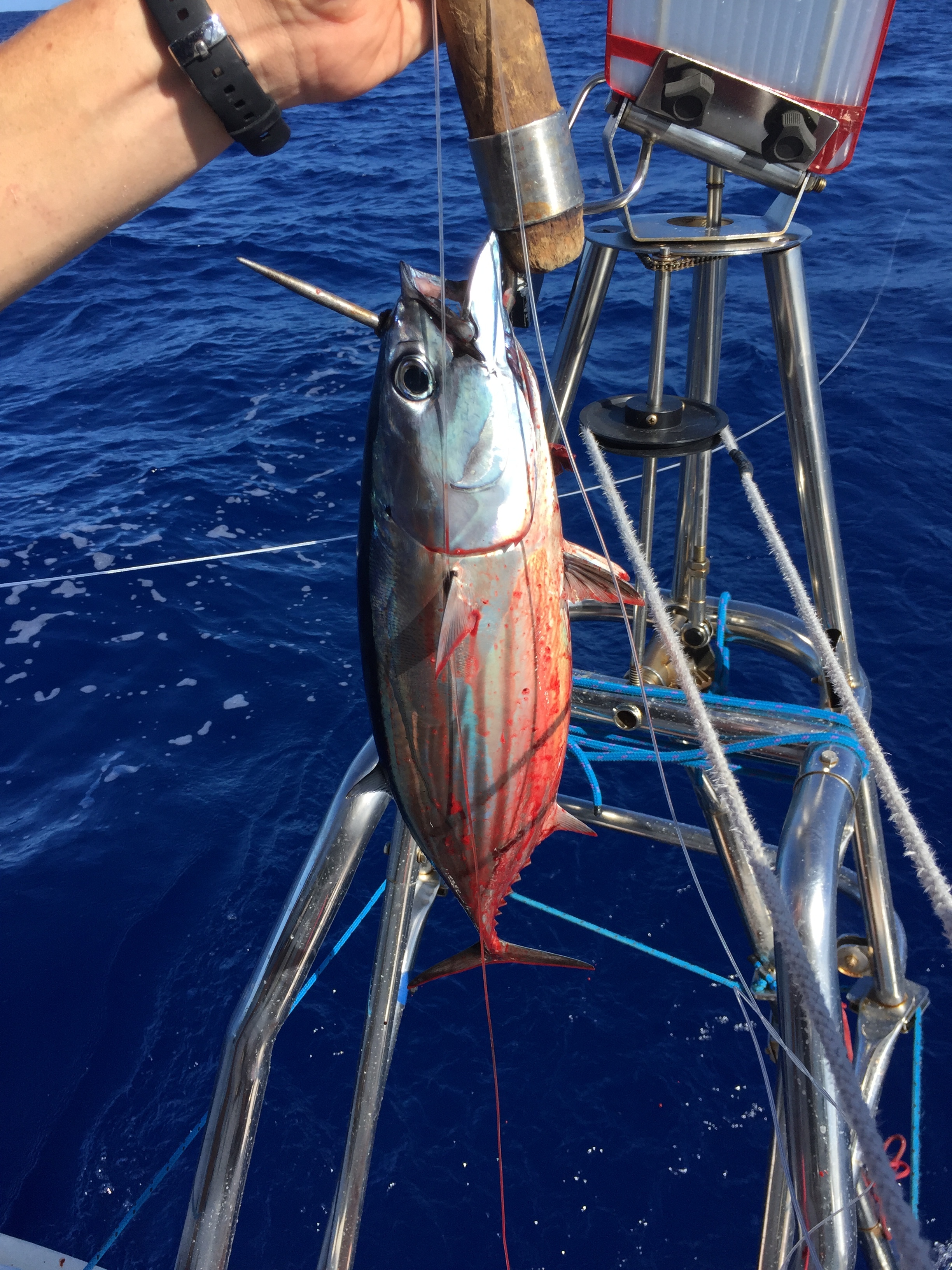 Fresh tuna on passage