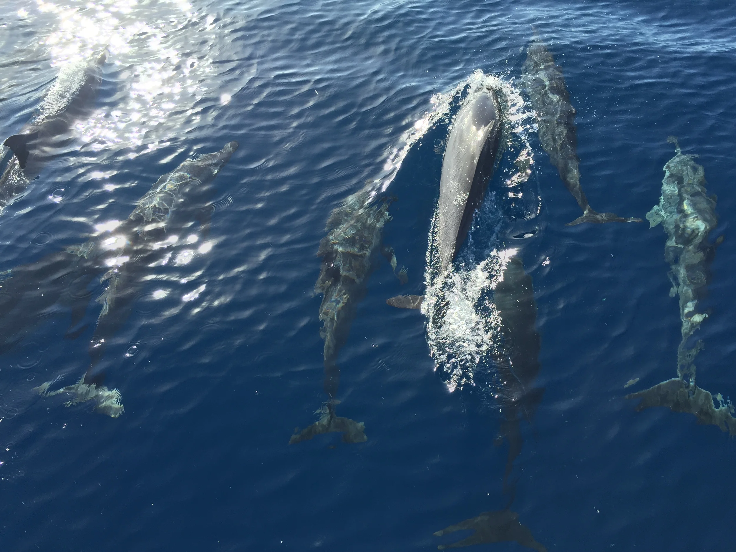 Birthday dolphins for Captain Aubrey