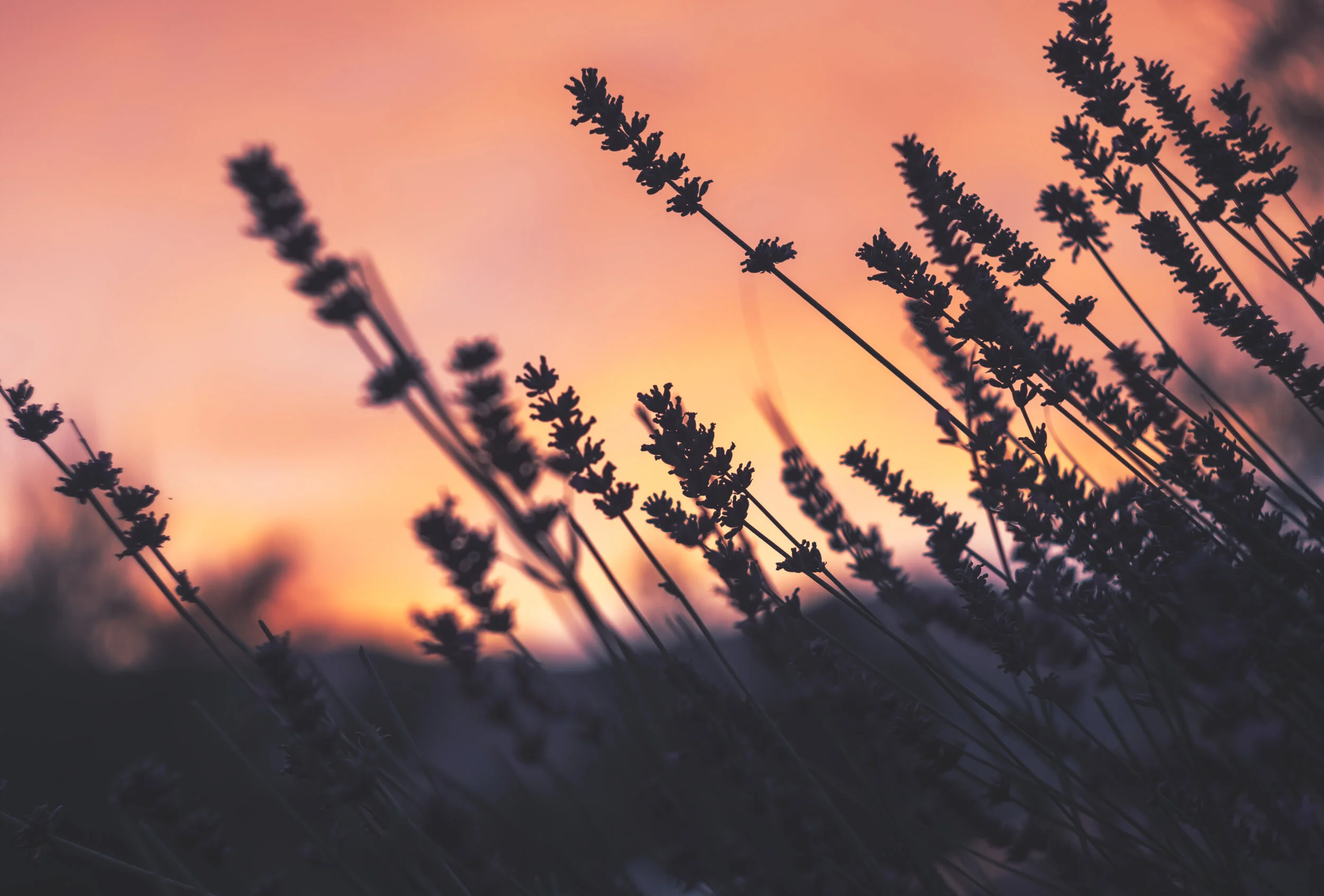 best-aromatherapy-massage-crested-butte.jpg