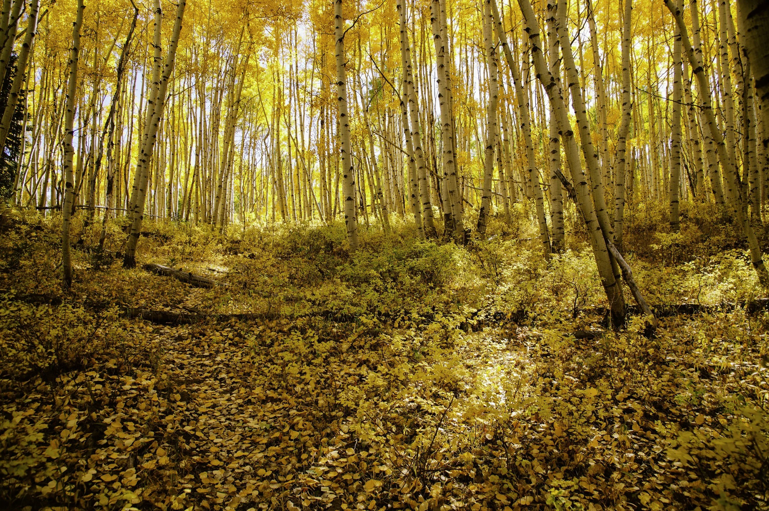 Tips for Enjoying Fall Trails, Aspen Colors, and Relaxation in Crested Butte