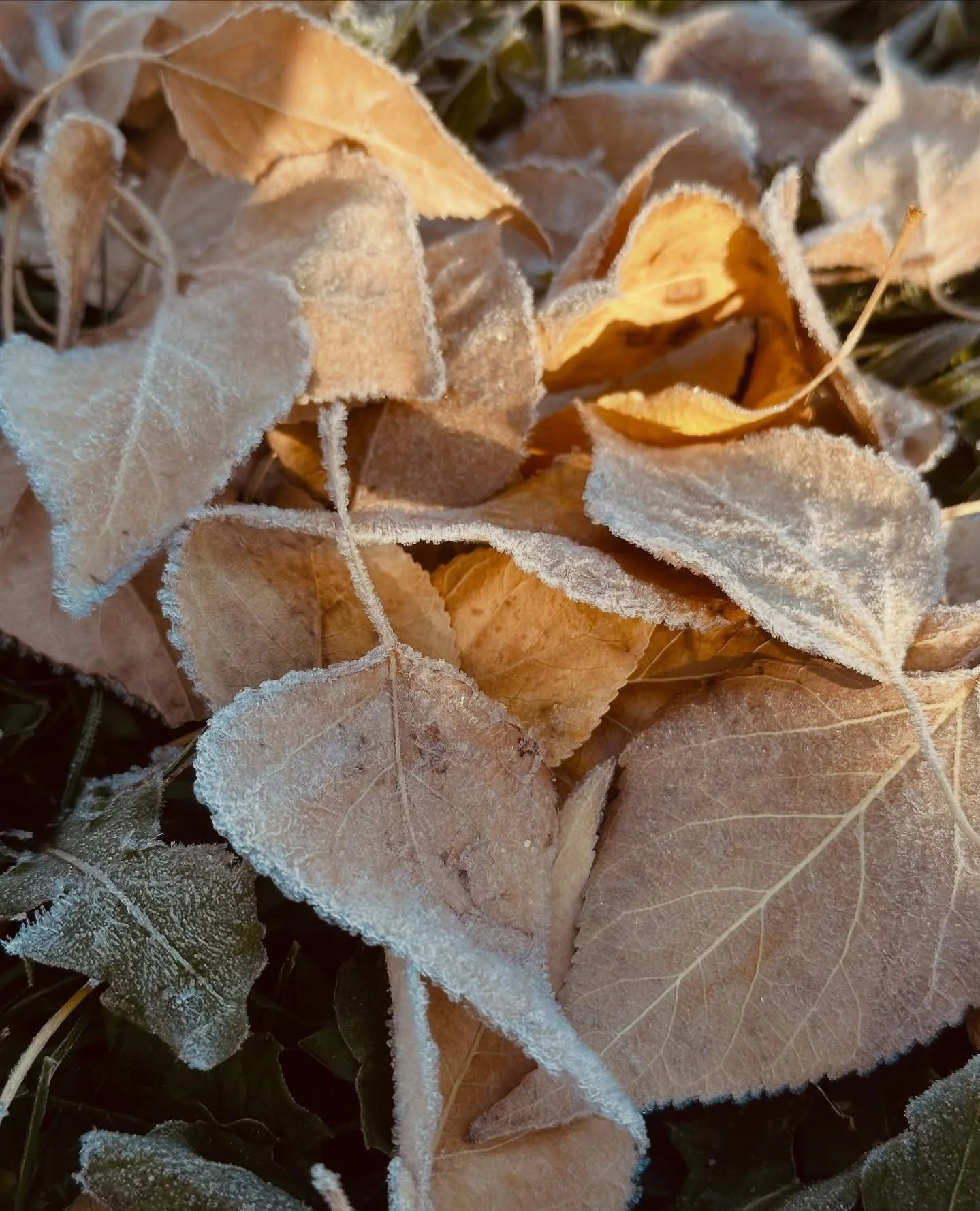 🍂 As we say goodbye to fall&rsquo;s golden glow, we&rsquo;re welcoming winter&rsquo;s sparkle here in Crested Butte.⁠
⁠
Powder days will be here before we know it. For now, we have this moment, this season.⁠
⁠
Take a breath, soak it in, and let it g