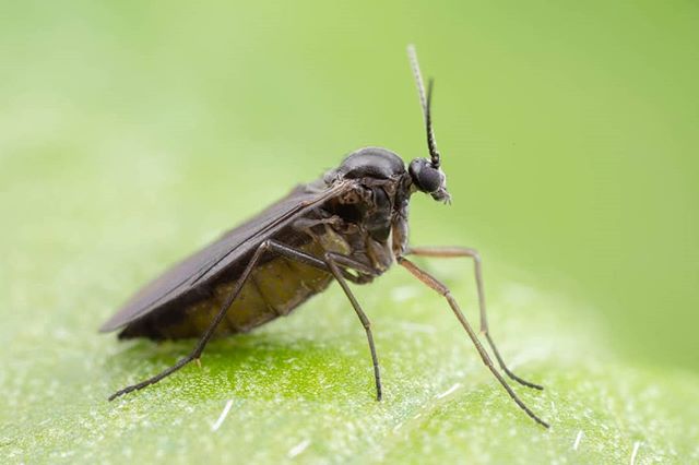 You magical little shit you  #insect #macro