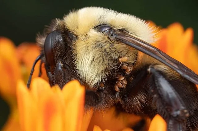 Friends of a friend  #insect #bee #macro