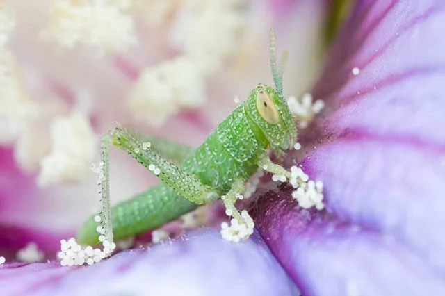 New soft shoes  #insect #macro