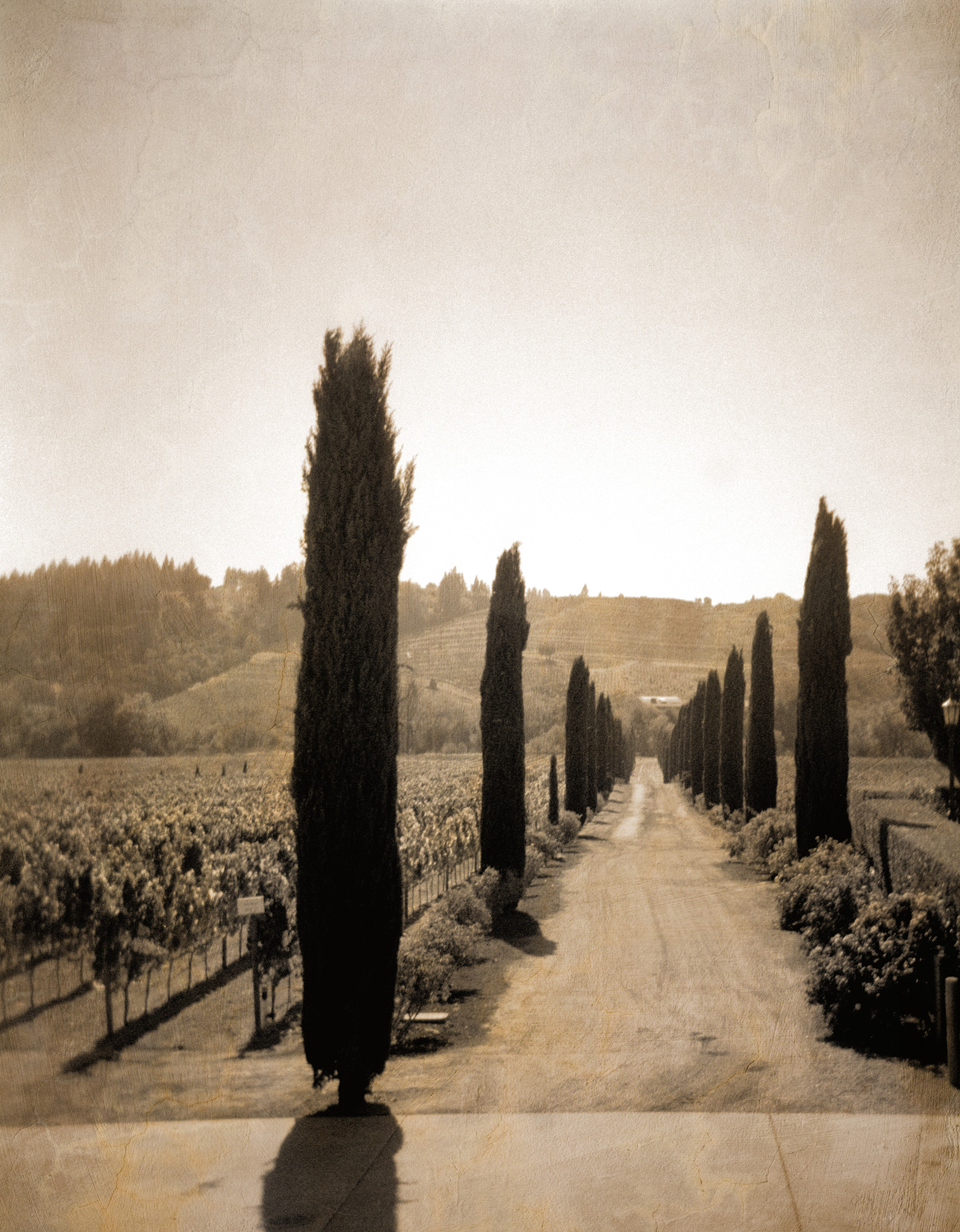 cypress copy.jpg
