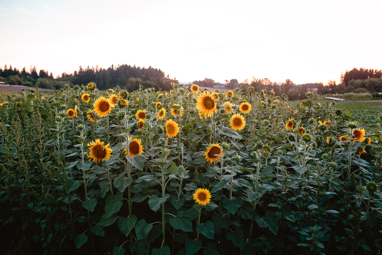 sunflowersland.jpg